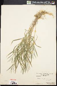 Muhlenbergia frondosa image