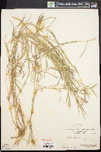 Muhlenbergia frondosa image