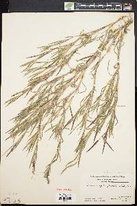 Muhlenbergia frondosa image