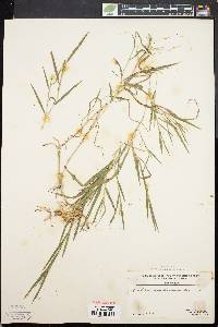 Muhlenbergia frondosa image