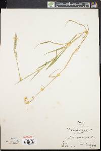 Muhlenbergia glomerata image