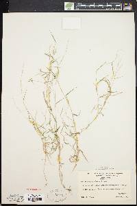 Muhlenbergia schreberi image