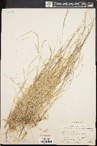 Muhlenbergia schreberi image