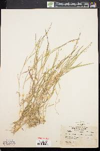 Muhlenbergia schreberi image