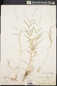 Muhlenbergia schreberi image