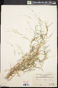 Muhlenbergia schreberi image