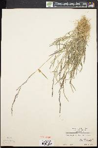 Muhlenbergia schreberi image