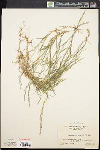 Muhlenbergia schreberi image