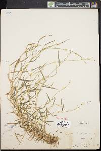 Muhlenbergia schreberi image