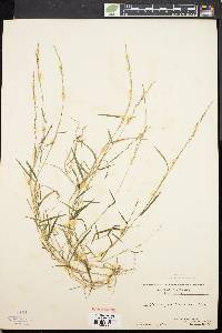 Muhlenbergia schreberi image