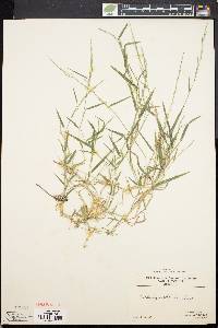 Muhlenbergia schreberi image