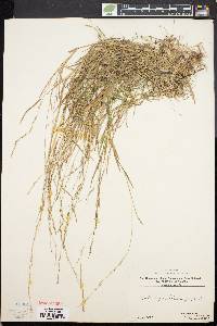 Muhlenbergia schreberi image