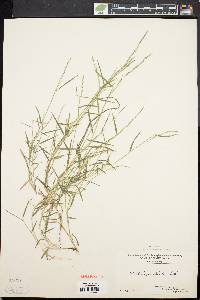 Muhlenbergia schreberi image