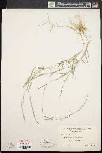 Muhlenbergia schreberi image