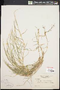 Muhlenbergia schreberi image