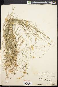 Muhlenbergia schreberi image