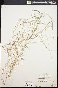 Muhlenbergia schreberi image