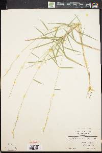 Muhlenbergia sobolifera image