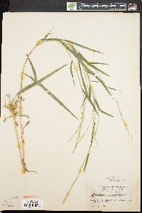 Muhlenbergia sylvatica image