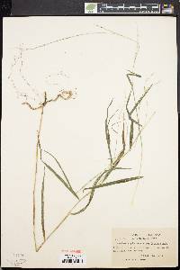 Muhlenbergia tenuiflora image