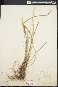 Oryzopsis asperifolia image