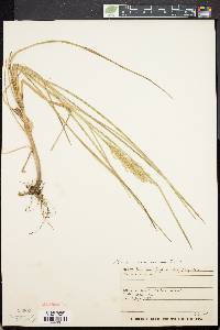 Panicum hemitomon image