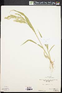 Panicum miliaceum image