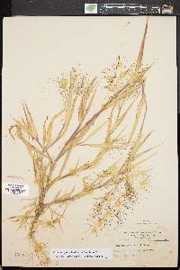 Panicum philadelphicum subsp. gattingeri image