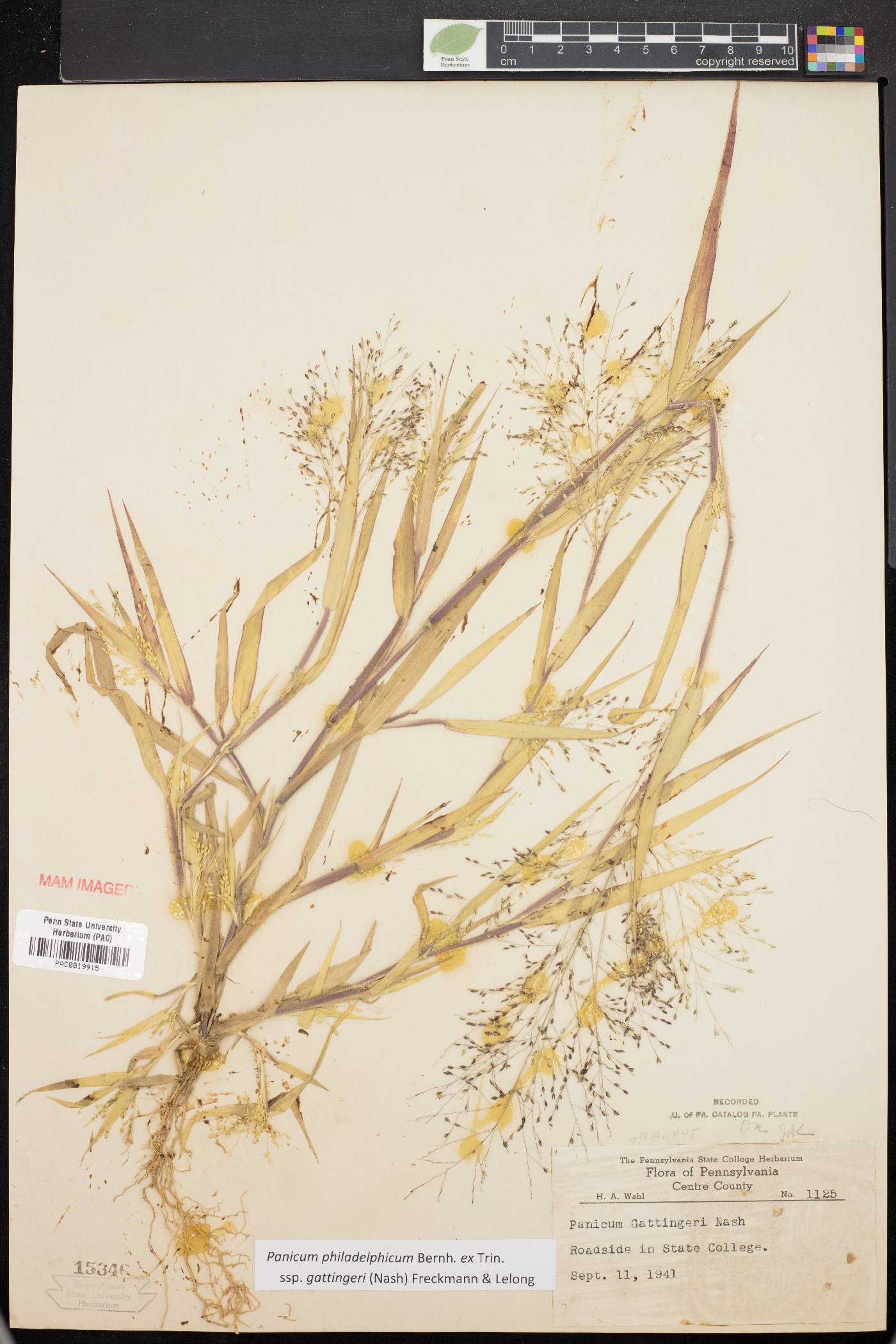 Panicum philadelphicum subsp. gattingeri image