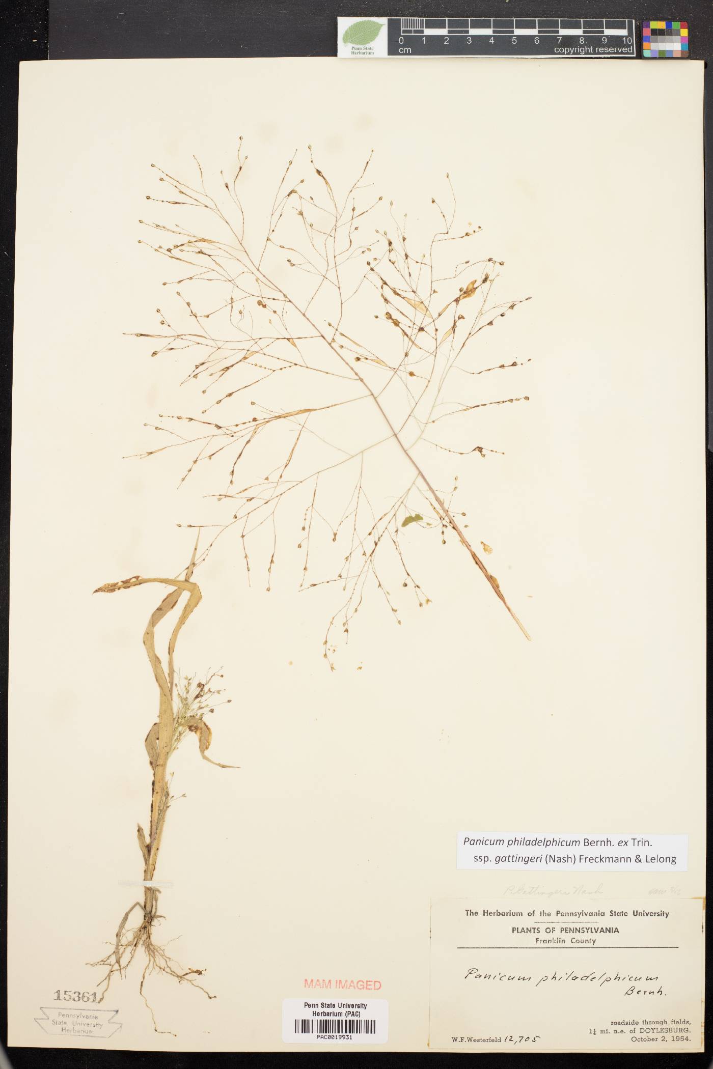 Panicum philadelphicum subsp. gattingeri image