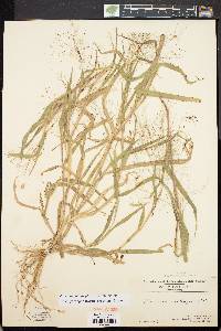 Panicum philadelphicum image