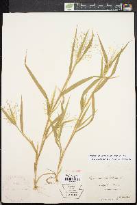 Panicum philadelphicum image