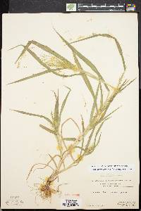 Panicum philadelphicum image