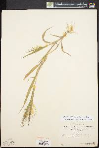 Panicum philadelphicum subsp. gattingeri image