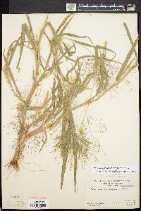 Panicum philadelphicum subsp. gattingeri image