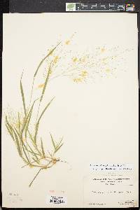 Panicum philadelphicum image