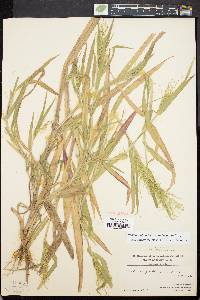 Panicum philadelphicum subsp. gattingeri image