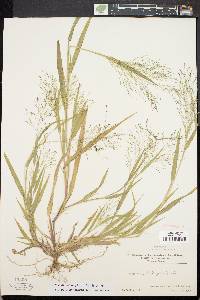 Panicum philadelphicum subsp. gattingeri image