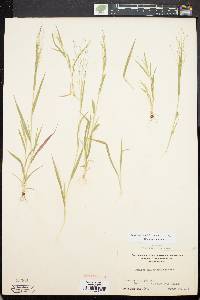 Panicum philadelphicum image