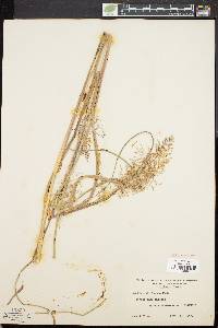 Panicum stipitatum image