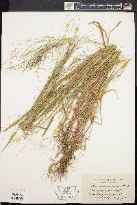 Kellochloa verrucosa image