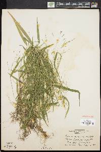 Kellochloa verrucosa image