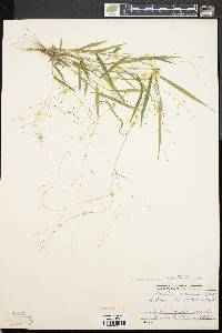 Kellochloa verrucosa image