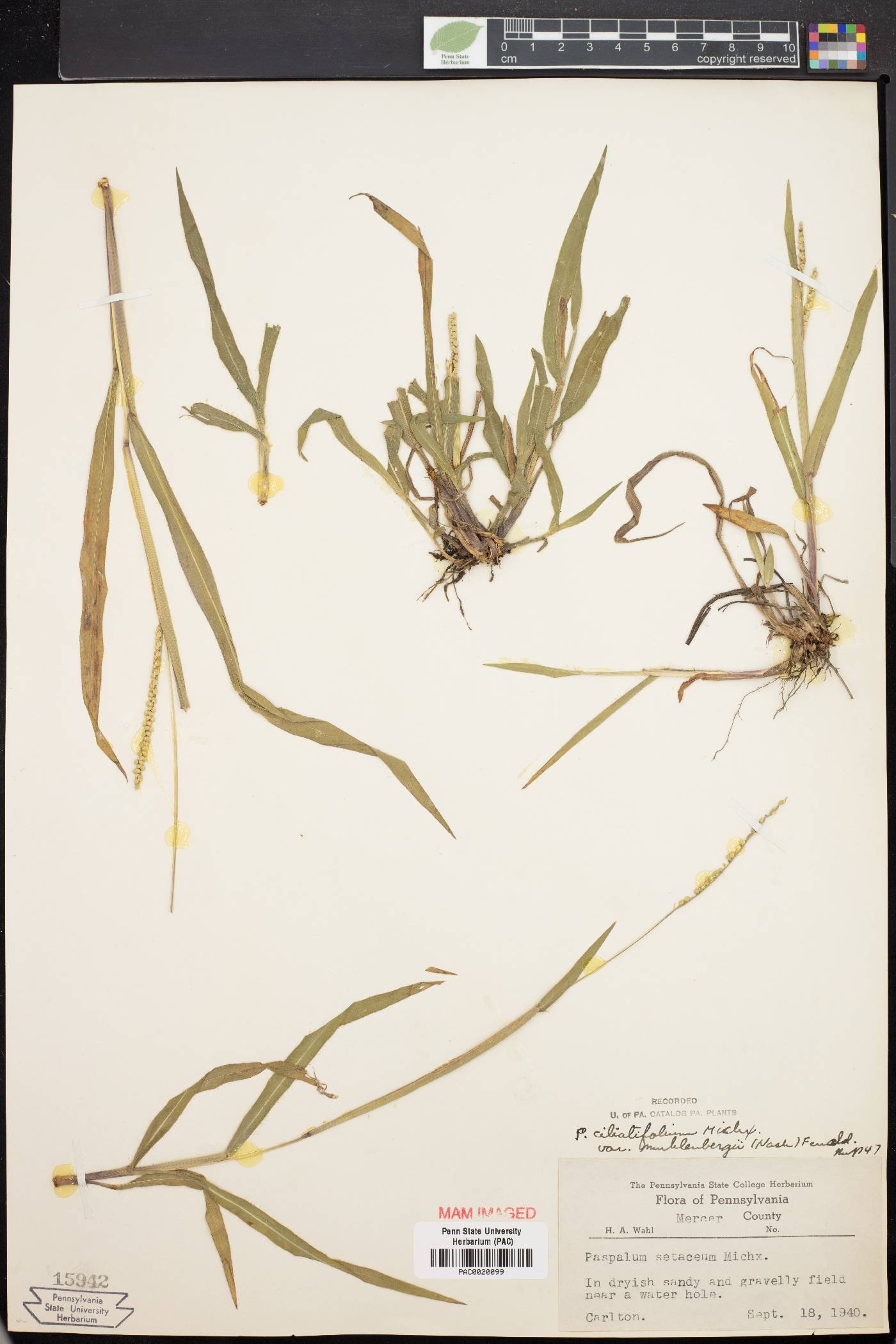 Paspalum setaceum var. ciliatifolium image