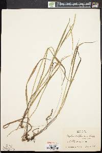 Paspalum setaceum var. ciliatifolium image