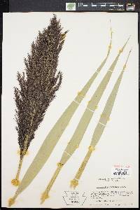 Phragmites australis image