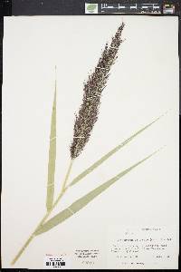 Phragmites australis image