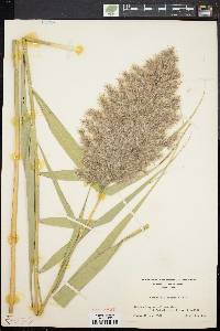 Phragmites australis image