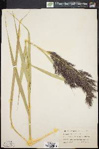 Phragmites australis image