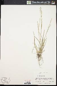 Poa alsodes image